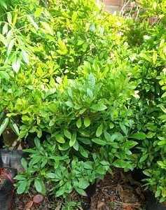 Cây Thần Kỳ Đang Trái Cao 1m