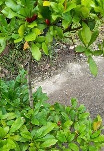 Cây Thần Kỳ Đang Trái Cao 1m