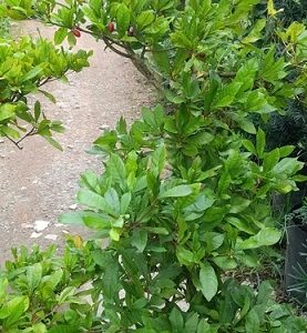 Cây Thần Kỳ Đang Trái Cao 1m