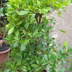 Cây Thần Kỳ Đang Trái Cao 1m