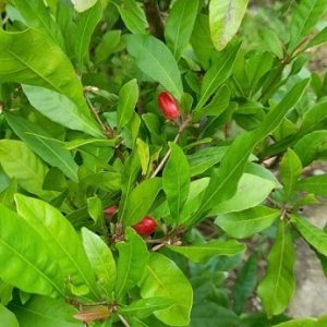 Cây Thần Kỳ Đang Trái Cao 1m