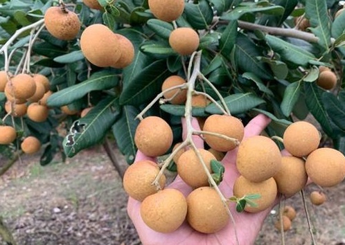 Cây Thanh Nhãn Trồng Chậu (cây trưởng thành)