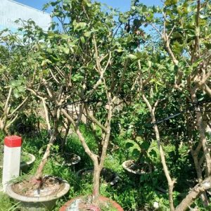 Cây Thanh Nhãn Trồng Chậu (cây trưởng thành)