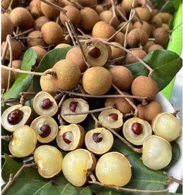 Cây Thanh Nhãn Trồng Chậu (cây trưởng thành)