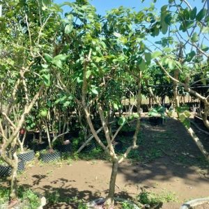 Cây Thanh Nhãn Trồng Chậu (cây trưởng thành)