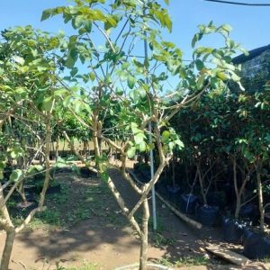 Cây Thanh Nhãn Trồng Chậu (cây trưởng thành)