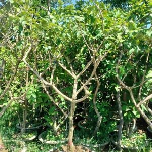 Cây Thanh Nhãn Trồng Chậu (cây trưởng thành)