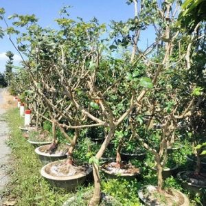 Cây Thanh Nhãn Trồng Chậu (cây trưởng thành)