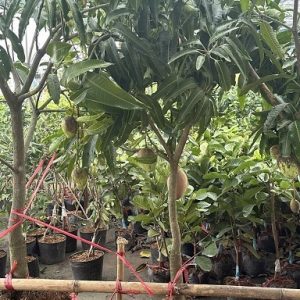 Cây Xoài Thái Trưởng Thành Trồng Chậu