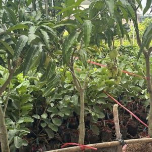 Cây Xoài Thái Trưởng Thành Trồng Chậu