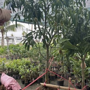 Cây Xoài Thái Trưởng Thành Trồng Chậu