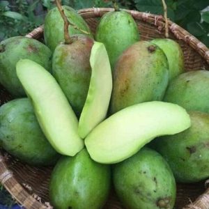 Cây Xoài Thái Trưởng Thành Trồng Chậu