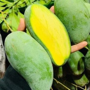 Cây Xoài Thái Trưởng Thành Trồng Chậu