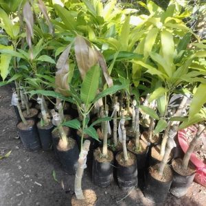 Cây xoài tượng giống