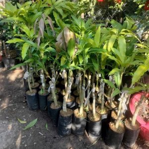 Cây xoài tượng giống