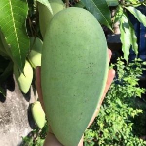 Cây xoài tượng giống