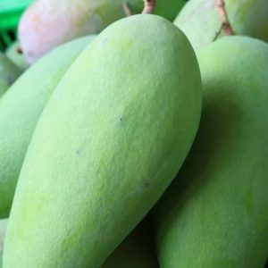 Cây xoài tượng giống