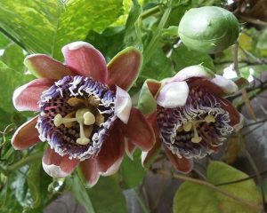 Hướng dẫn chăm sóc cây dưa tây đậu trái