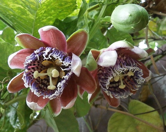 Hướng dẫn chăm sóc cây dưa tây đậu trái