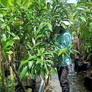 Mận Lý (cây trưởng thành gốc to lớn)