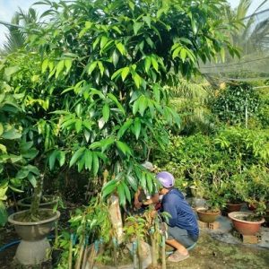 Mận Lý (cây trưởng thành gốc to lớn)