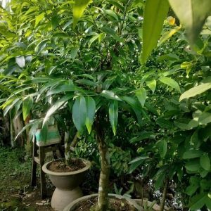 Mận Lý (cây trưởng thành gốc to lớn)