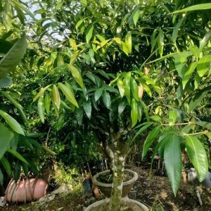 Mận Lý (cây trưởng thành gốc to lớn)