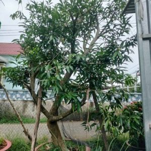 Mận Lý (cây trưởng thành gốc to lớn)