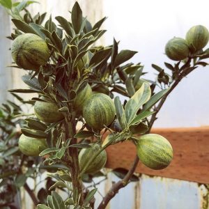 Tắc Cẩm Thạch (cây cao 1m)