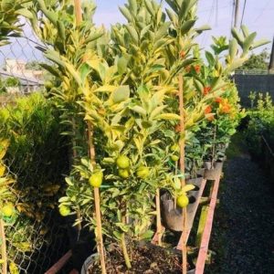 Tắc Cẩm Thạch (cây cao 1m)