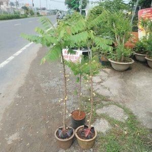 Cây Chùm Ruột Trái Ngọt