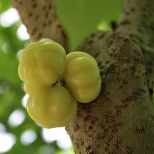 Cây Chùm Ruột Trái Ngọt