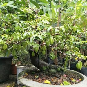 Cây khế chua bonsai trồng chậu