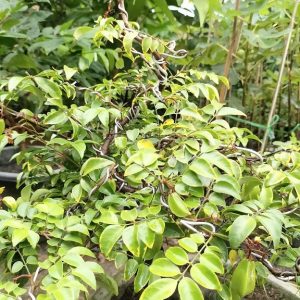 Cây khế chua bonsai trồng chậu