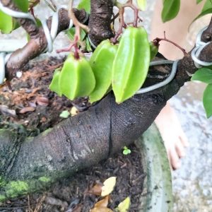 Cây khế chua bonsai trồng chậu