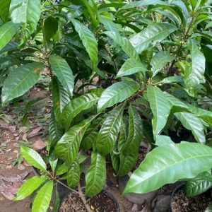 Cây Lê Ki Ma Thái