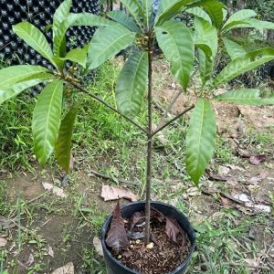 Cây Lê Ki Ma Thái