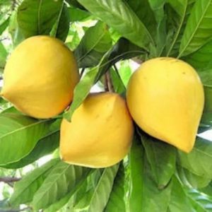 Cây Lê Ki Ma Thái