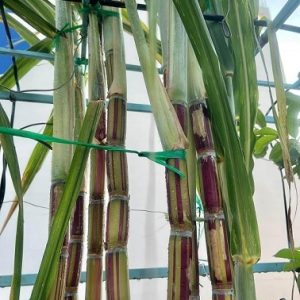 Cây mía sọc hawaii