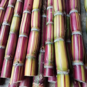 Cây mía sọc hawaii