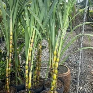 Cây mía sọc hawaii