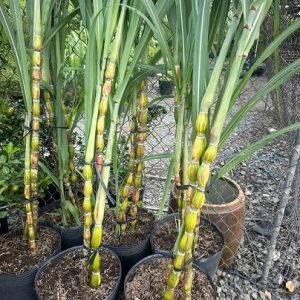 Cây mía sọc hawaii