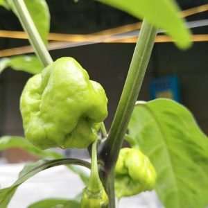 Cây ớt cay nhất thế giới