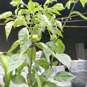 Cây ớt cay nhất thế giới