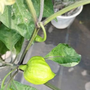 Cây ớt cay nhất thế giới