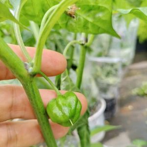 Cây ớt cay nhất thế giới