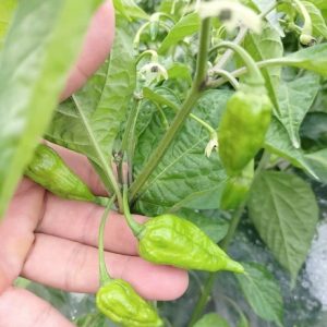 Cây ớt cay nhất thế giới