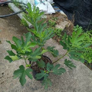 Cây Sung Mỹ Black Genoa