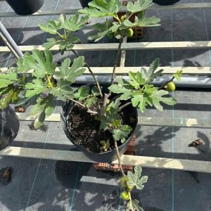 Cây Sung Mỹ Black Genoa