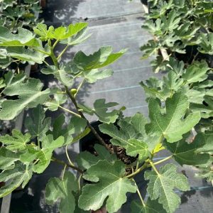 Cây Sung Mỹ Black Genoa